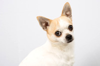 Closeup portrait of white  Chihuahua