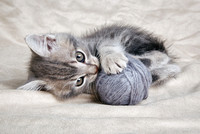 playful  kitten with gray ball