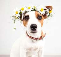 Dog with a wreath of daisies on her head