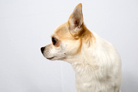 Closeup portrait of white  Chihuahua against grey background