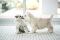 Cute kitten and puppy playing